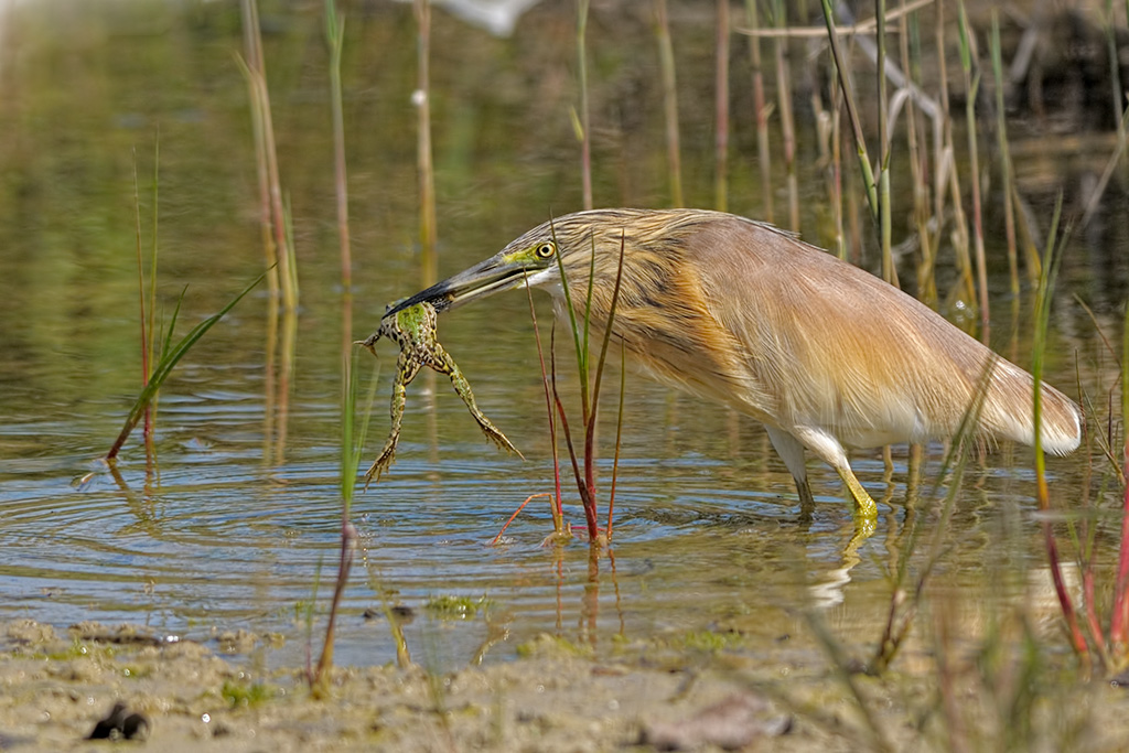 SGARZA CIUFFETTO ( Ardeola ralloides )